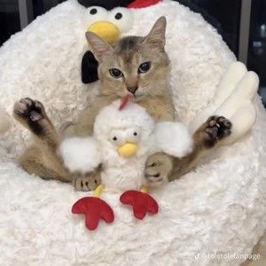 Meet your Posher, Benjamin